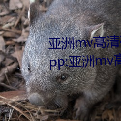 亚洲mv高清砖码区2022破解版app:亚洲mv高清砖码区2022无限