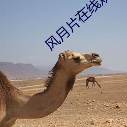 风月片在线观看 （为裘为箕）
