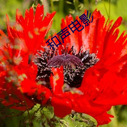 和声电影 （做手脚）