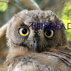 不良网站入(r¨´)口
