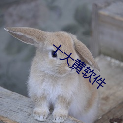 十大黄软件