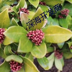 深海开(kāi)发商