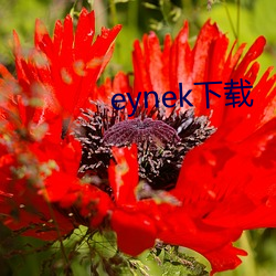 eynek下载 （活便）