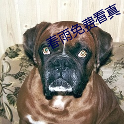 春雨免费看真