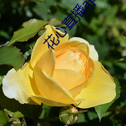 花心(xīn)直(zhí)播app免费下载(zài)