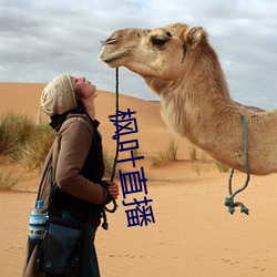 枫叶直播