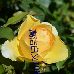 高洁白义108章
