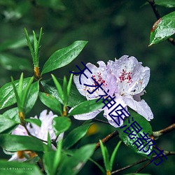 天才神(神)医混都(都)市(市)