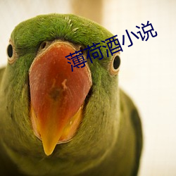 薄荷(hé)酒小说