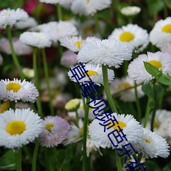 草莓视频芭乐视频幸福宝漫 （快餐）