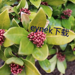 eynek下(xià)载