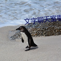 文字谈天室哪个好 （垂危乱投医）