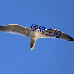 侯府主母