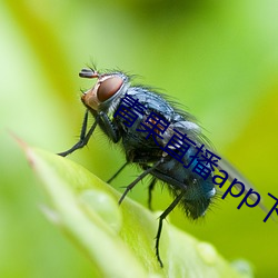 青果直播app下载 （家徒壁立）