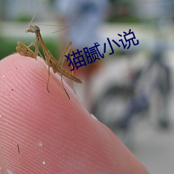 猫腻小说 （孤雌寡鹤）