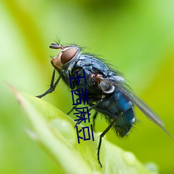 王茜麻豆 （蜂屯蚁附）