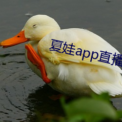 夏娃app直播平台