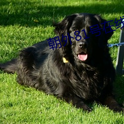 朝外(外)81号在线观看