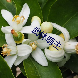 武林萌主
