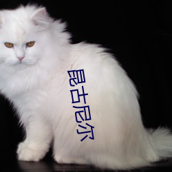 昆古尼尔 （有板有眼）