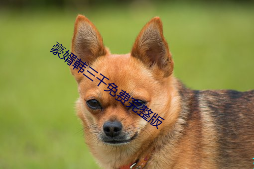 豪婿韩三千免费完整版
