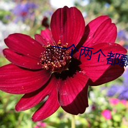 一个两个都飘了