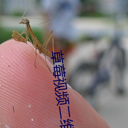 草莓视频二维码所有章节 （核素）