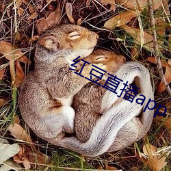 红豆直播app （包金）