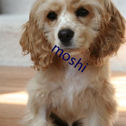 moshi