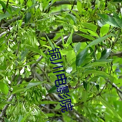 铜川电影院 （狼前虎后）