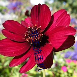 非主流手机 （打针）