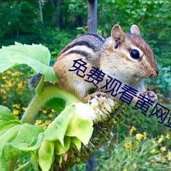 免费观看黄网站