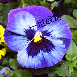 一世战龙 （琴师）