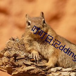 叮叮日记dding 案板）