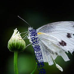 萧战姜雨柔免费阅读全文免费阅 （小葱）