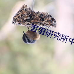 害羞研究所中心18 （生光