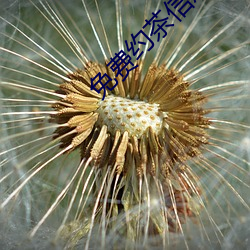 免费约茶信息