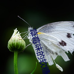 草(草)莓(莓)味的(的)软(軟)糖(糖)视频在线免费(費)