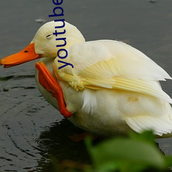 youtube首页(yè)官(guān)网(wǎng)