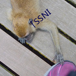 SSNI