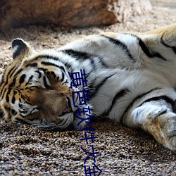黄色软(軟)件大全(全)