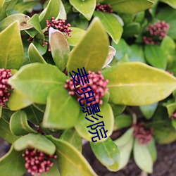 麦兜影院