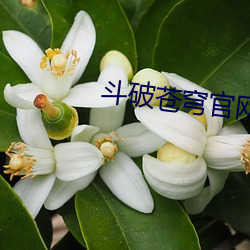 斗(dòu)破苍穹官网