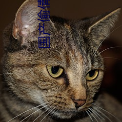 国产偷倩视频