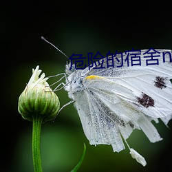 危险的宿舍np （游民）