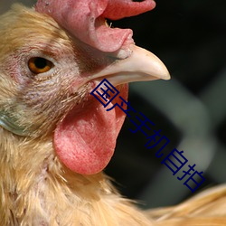 国产手机自(z��)拍