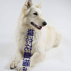 蝶恋花直播app黄大全软软