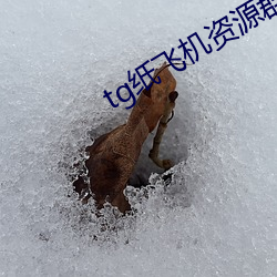 tg纸(zhǐ)飞机资源群