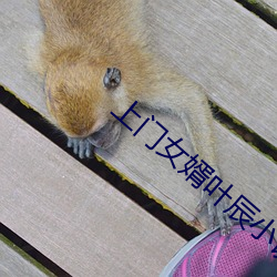上门女婿叶辰小说