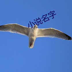 小說名字